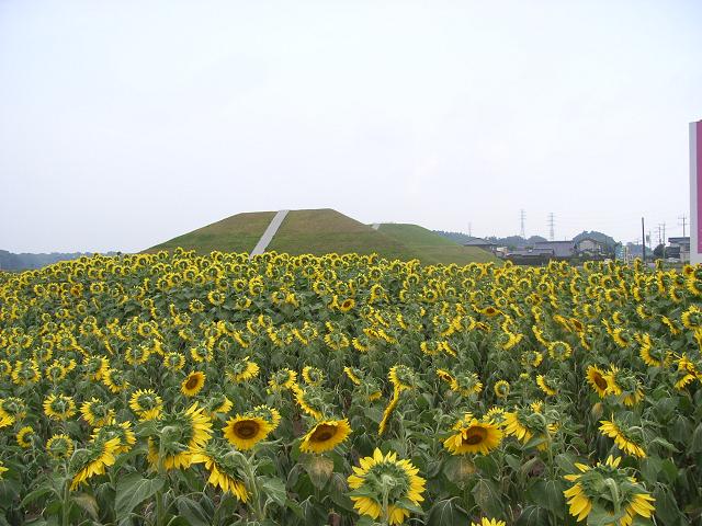 ひたち飛鳥を彩る三昧塚古墳とひまわり