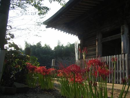 西蓮寺境内に広がる曼珠沙華